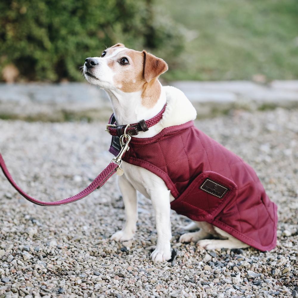 Hunde Leine Plaited Nylon 200 cm