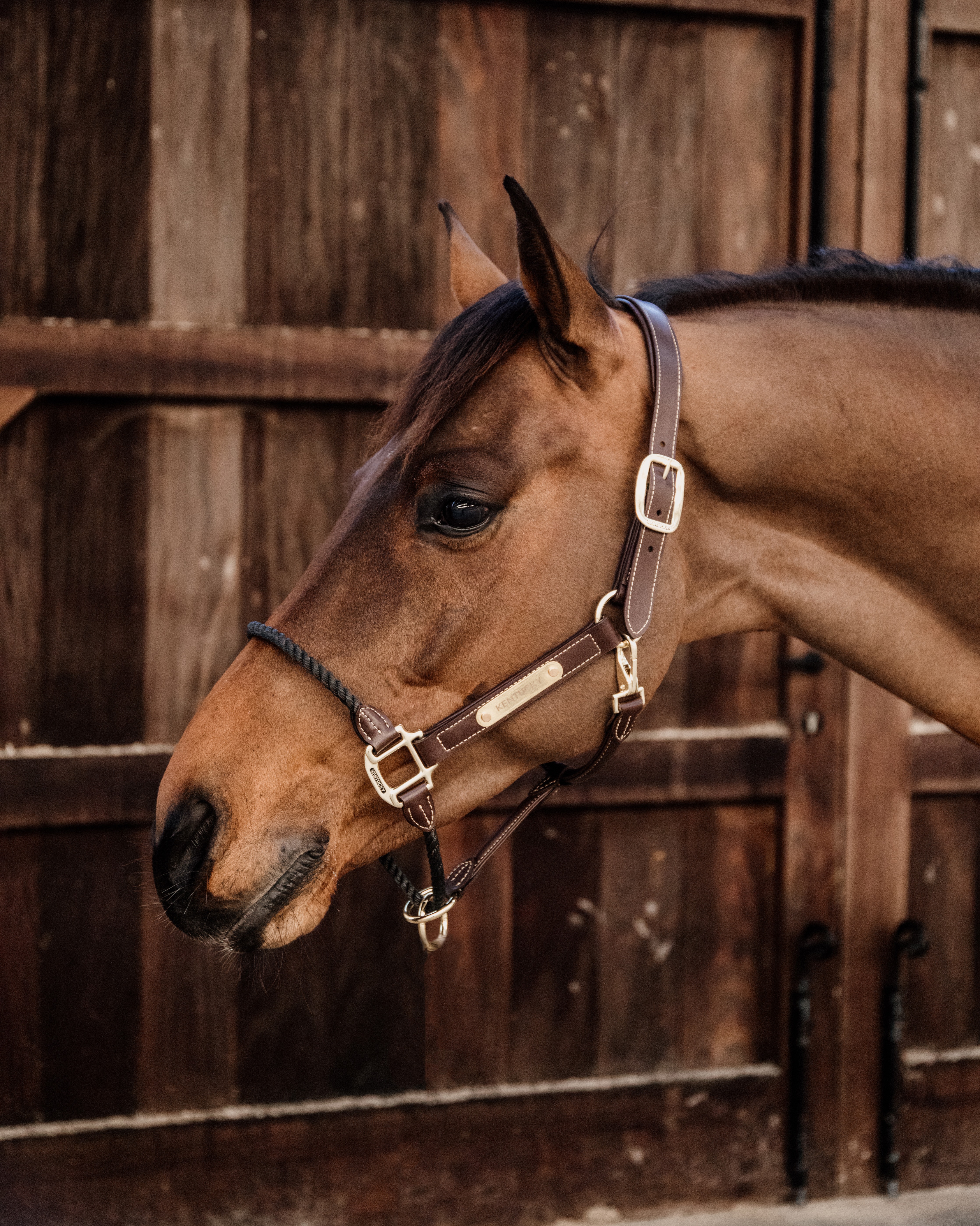 Rope leather halter