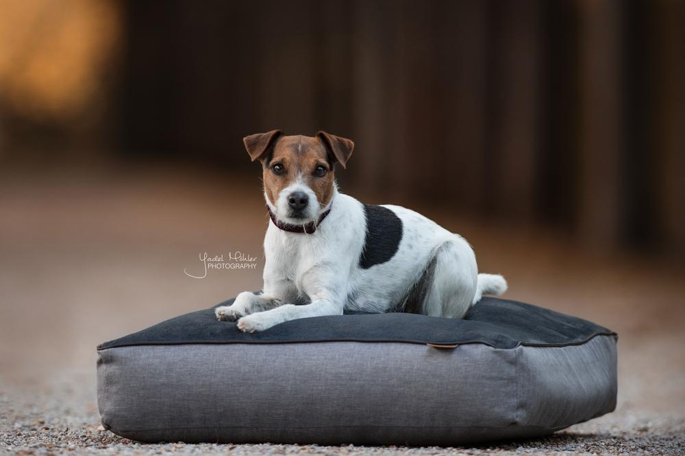 Hundebett Soft Pillow | Kentucky Dogwear