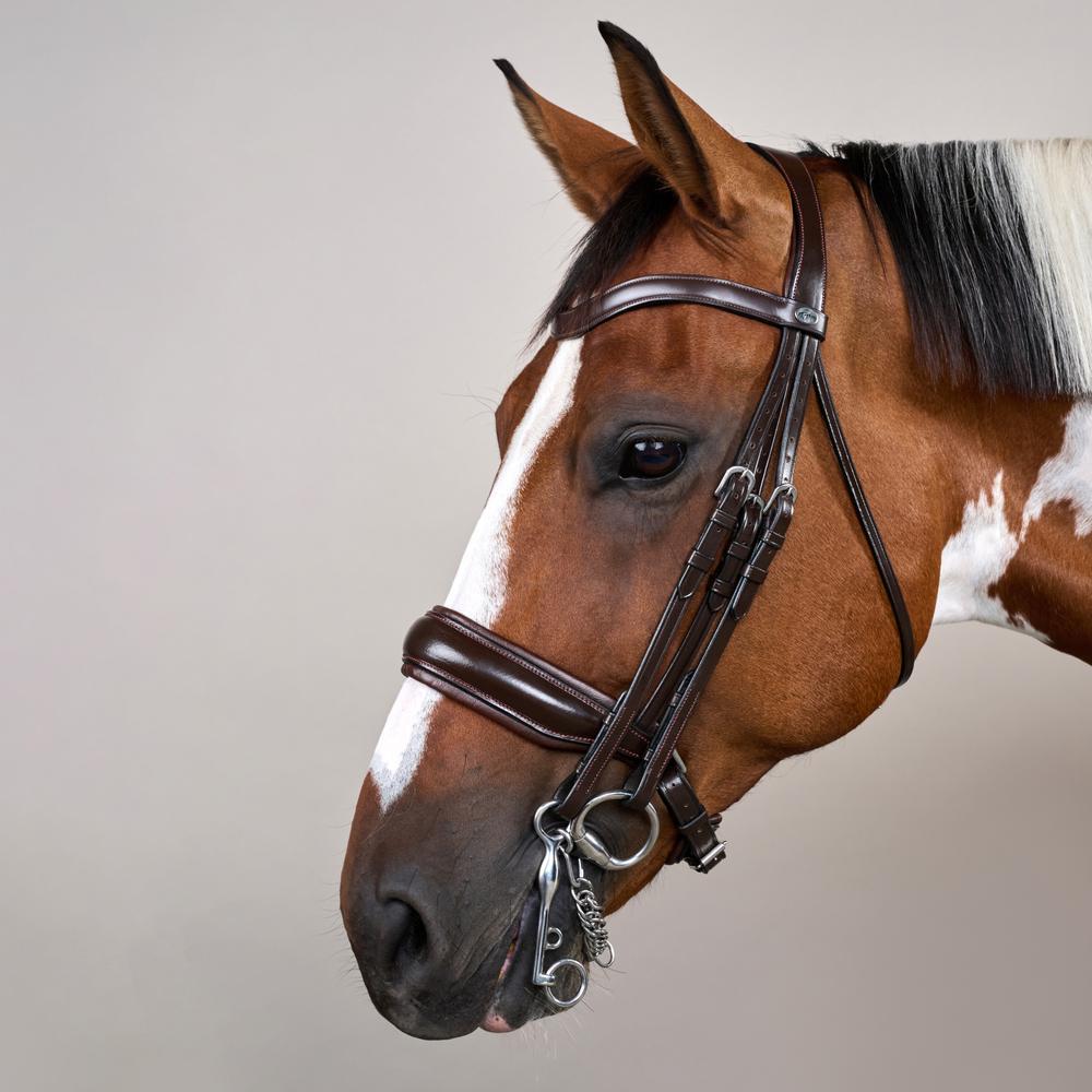 Kandare mit breitem schwedischem Reithalfter