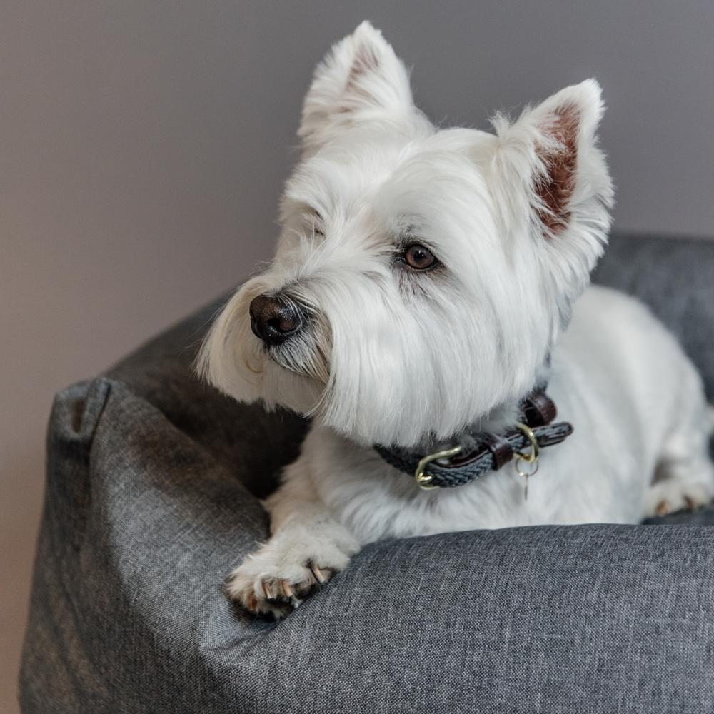 Collier de chien tressé en nylon
