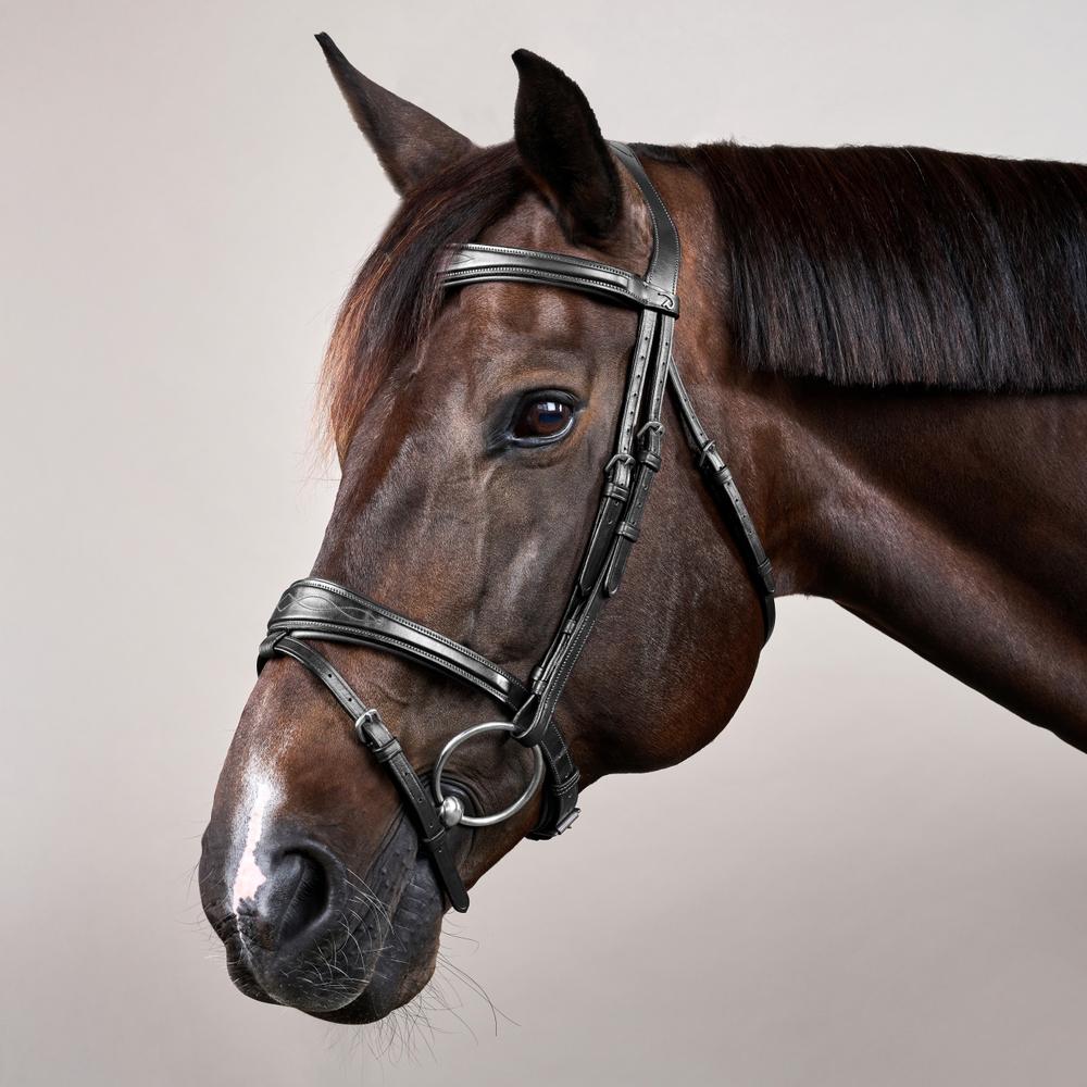 Anatomische Trense mit kombiniertem Reithalfter NE