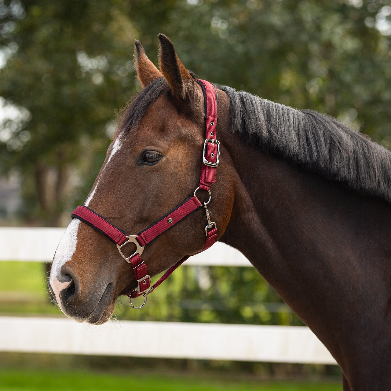 Halter Deluxe