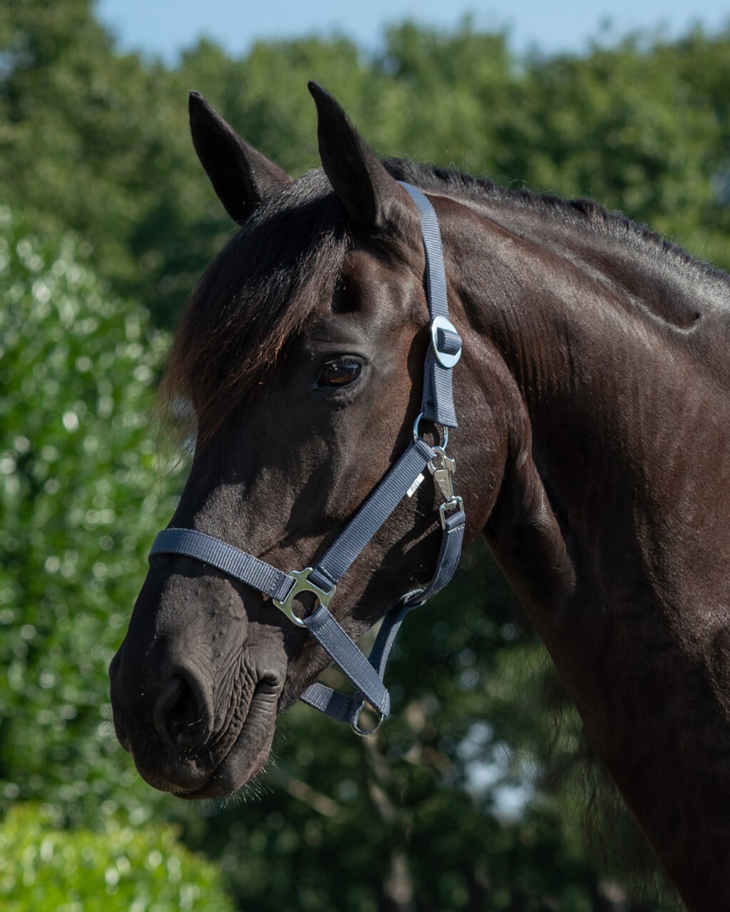 Halter with sliding buckle