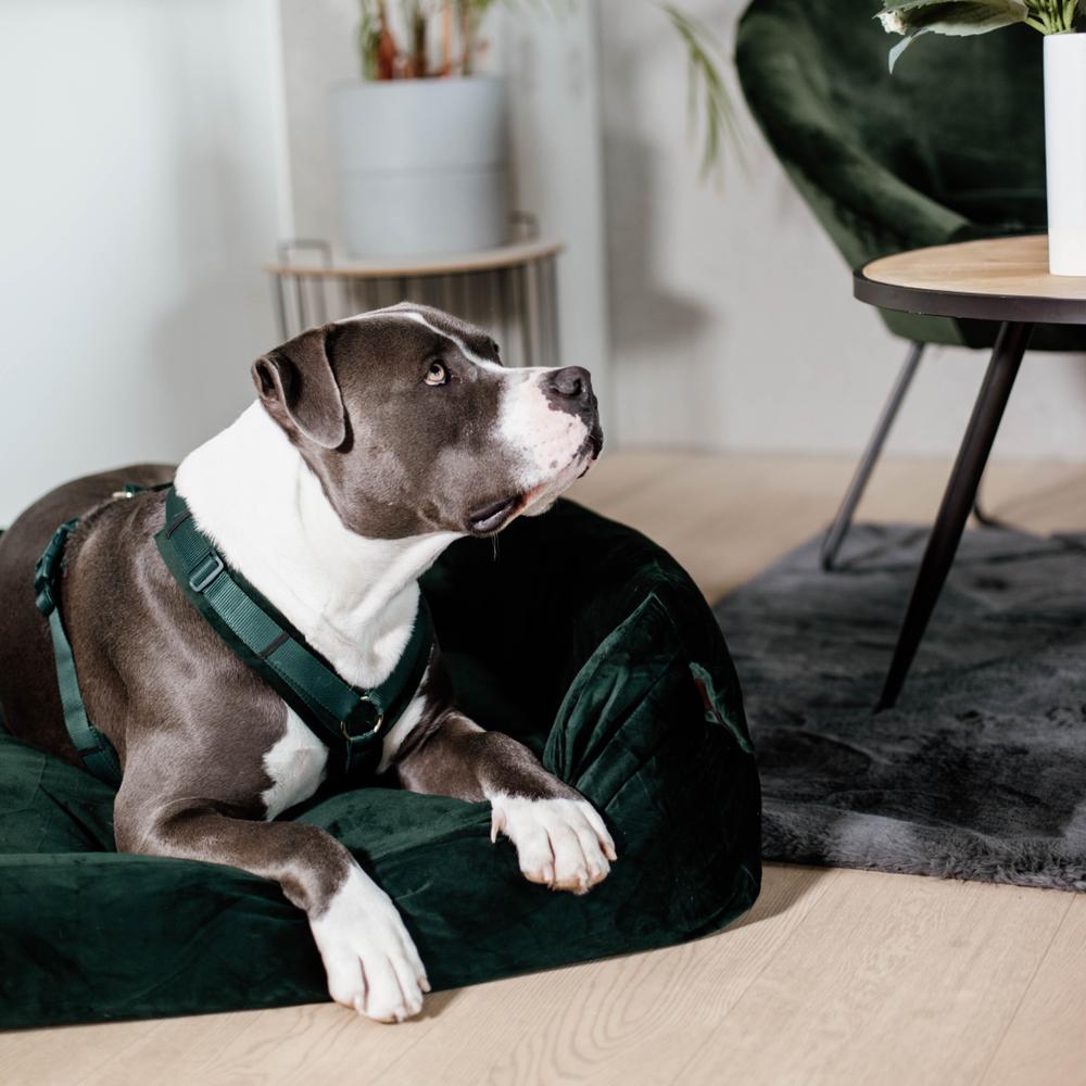 Hundegeschirr Aktiv Velvet