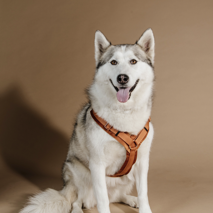 Active Velvet dog harness