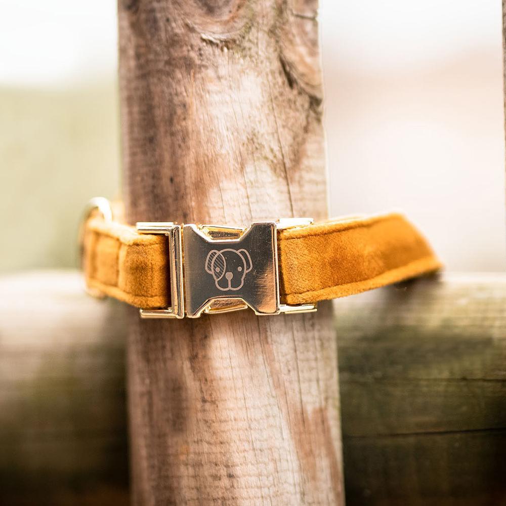 Collier de chien Velvet
