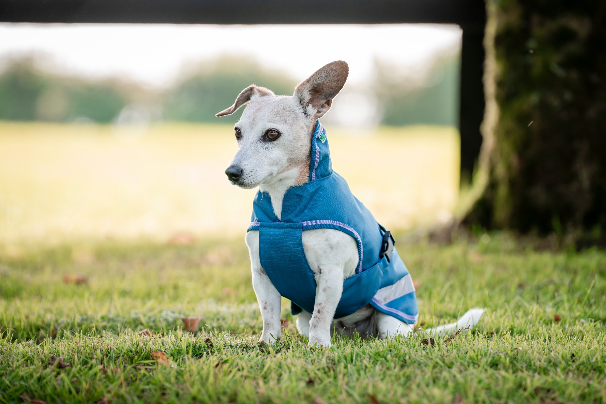 Hundedecke Freedom in Blueberry