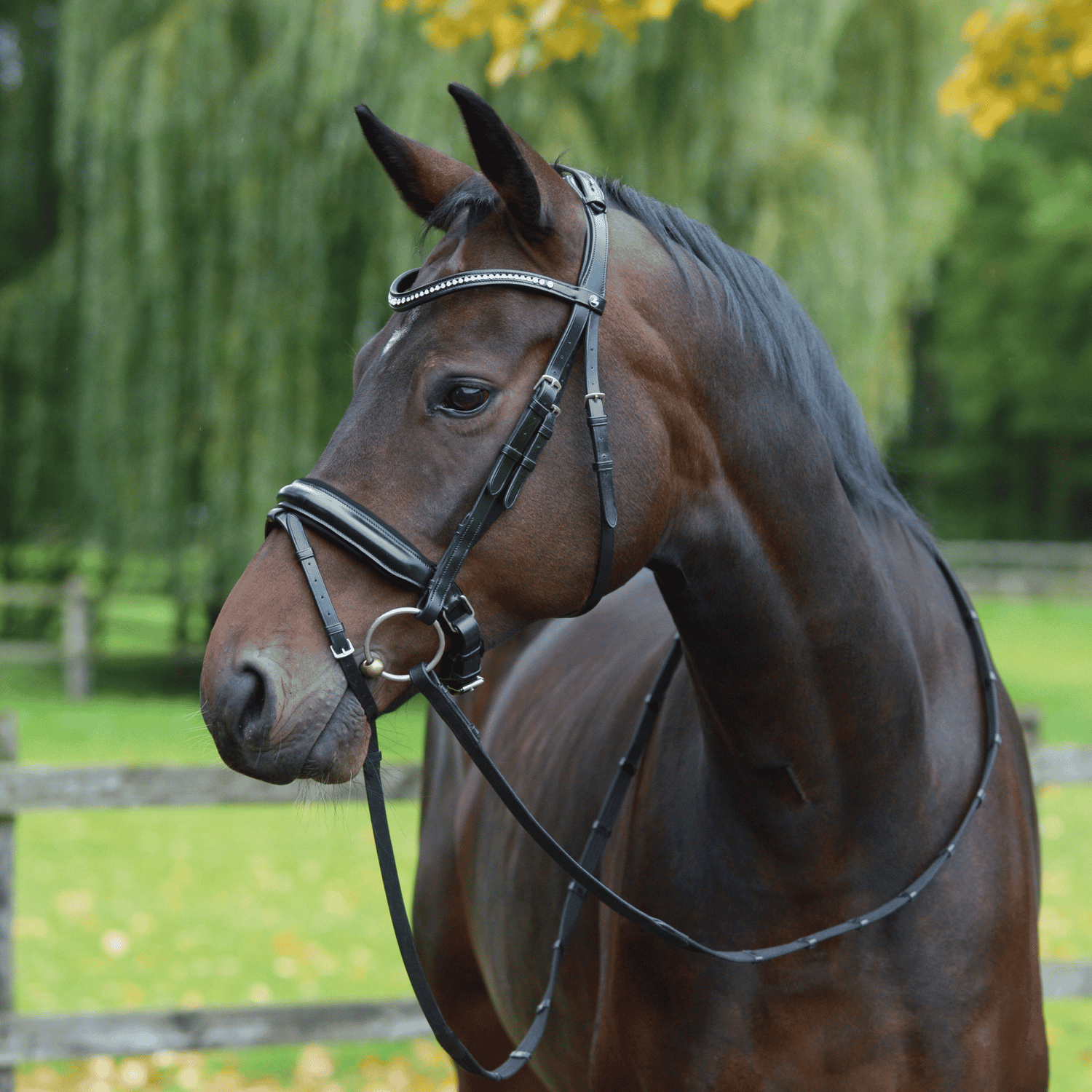 Trense Monza Trense Monza