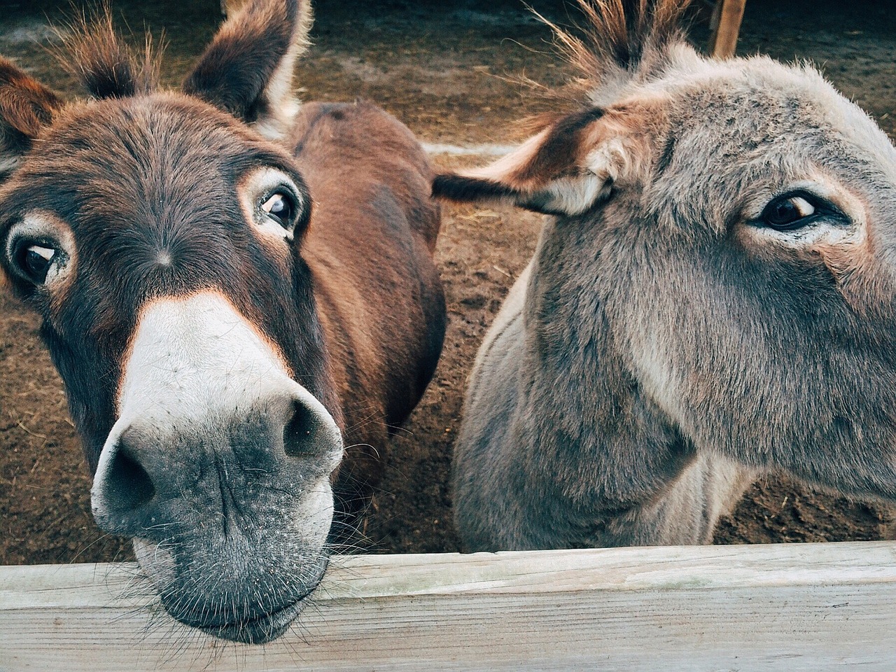 2 Esel, die einen direkt anschauen