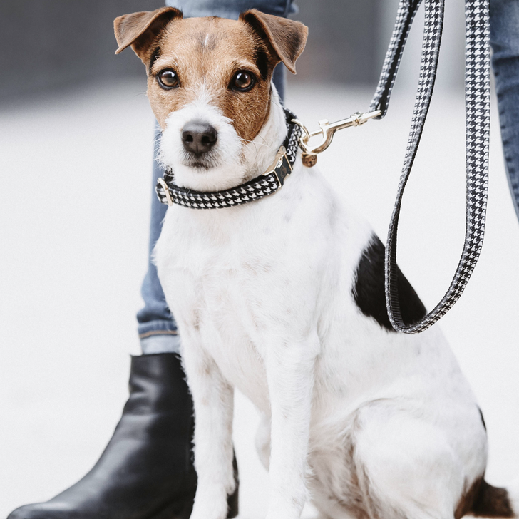 Pied-de-Poule dog collar