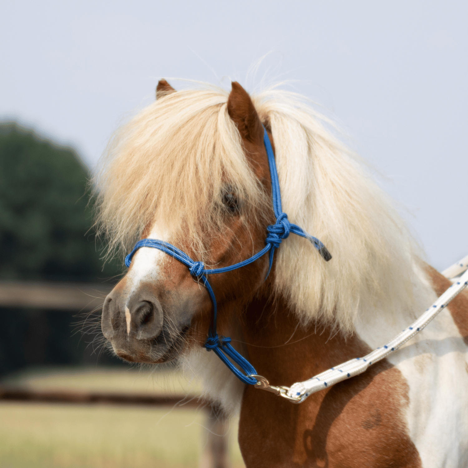 Smooth II knotted halter