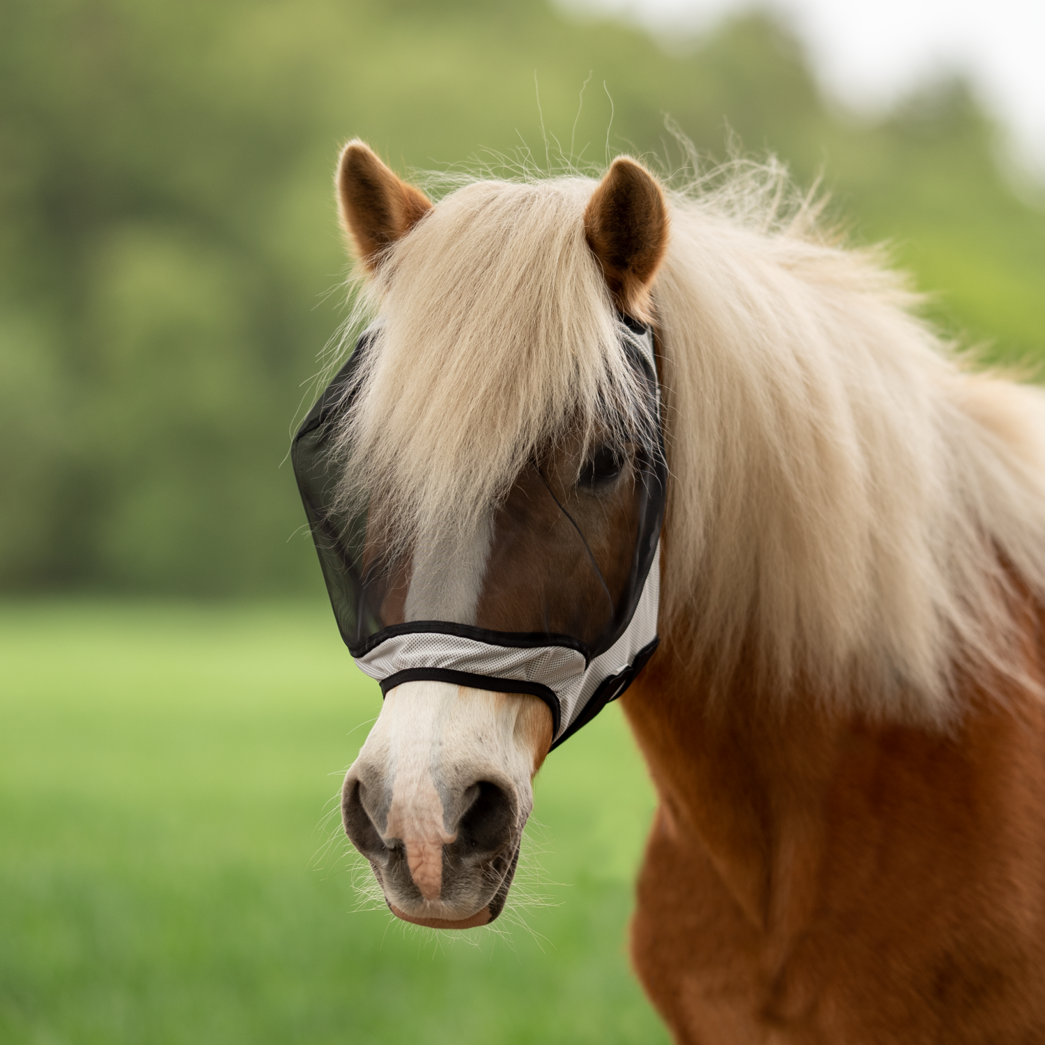 Fly Guard Free fly mask