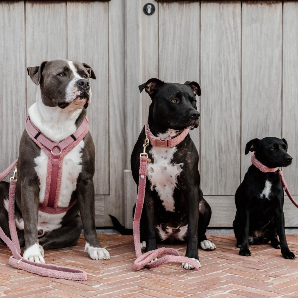 Hundegeschirr Aktiv Teddy Fleece | Kentucky Dogwear