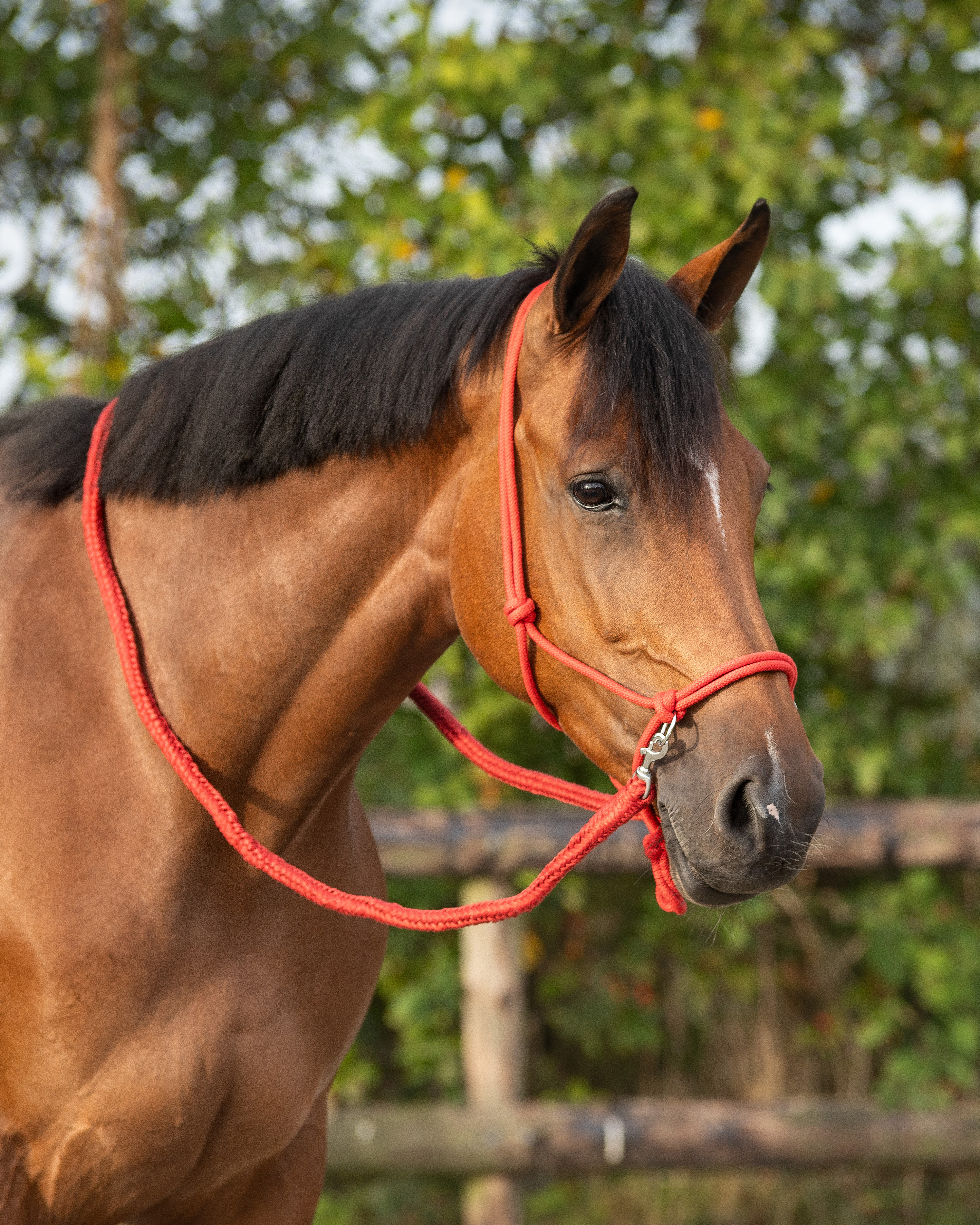 Knotenhalfter mit Zügel