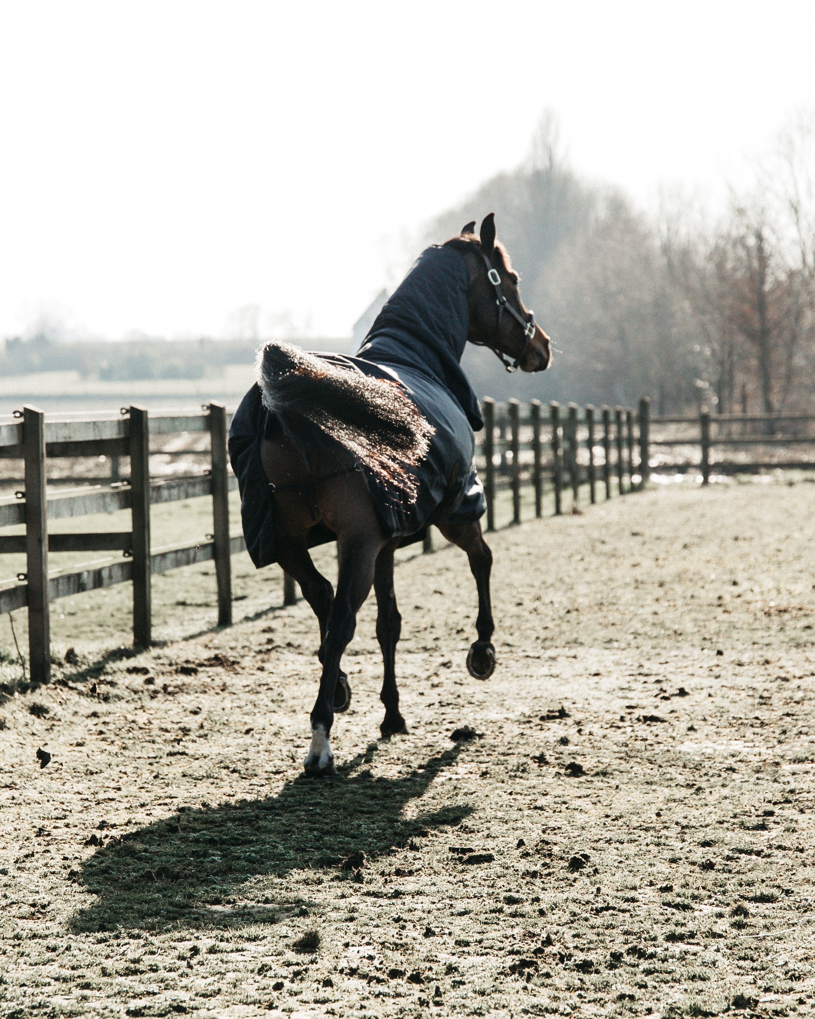 Outdoor rug All Weather waterproof Classic 50g