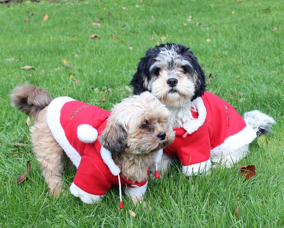 Weihnachts-Hundemantel