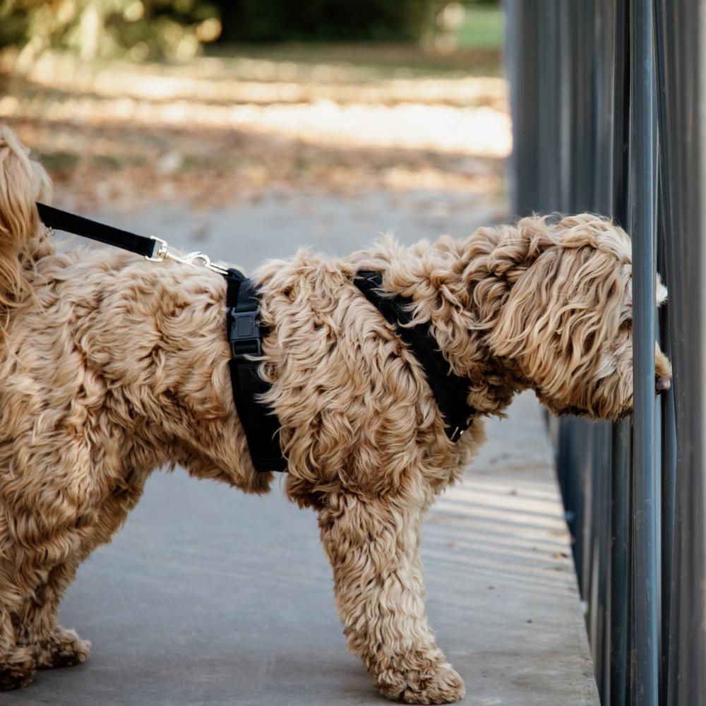 Harnais pour chien Aktiv Velvet