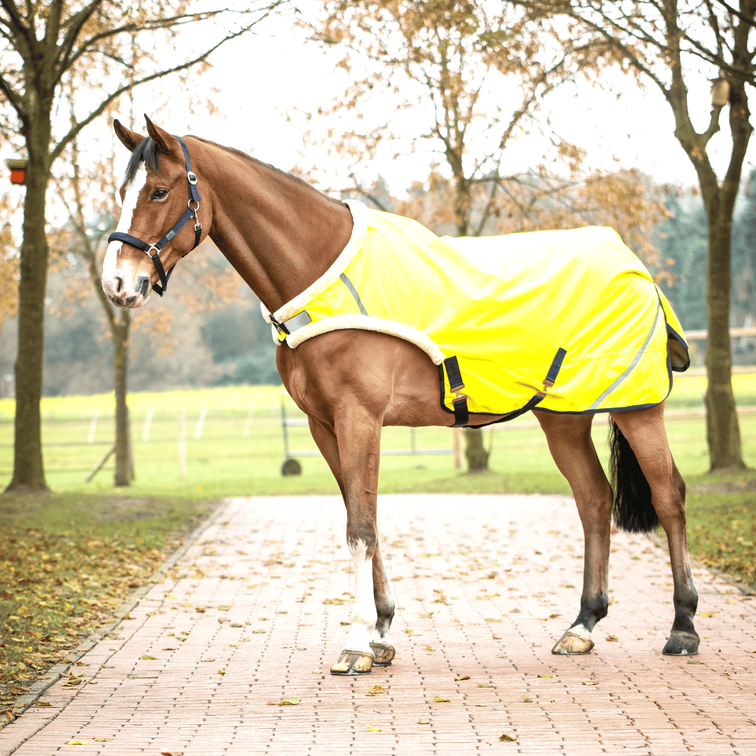 Horse rug Shine 50