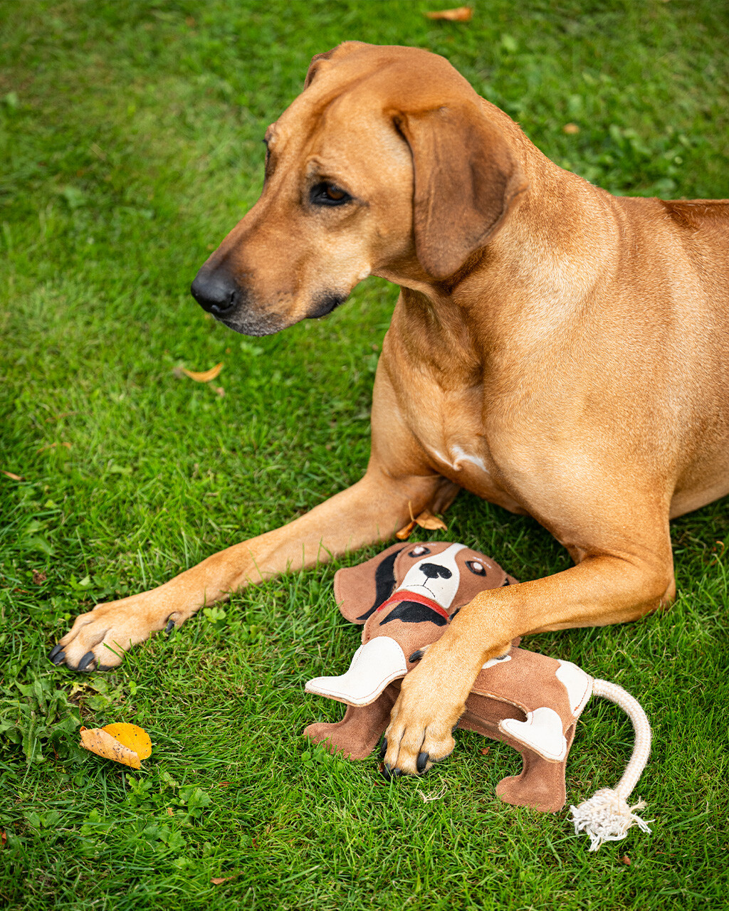 Hundespielzeug Stable buddy