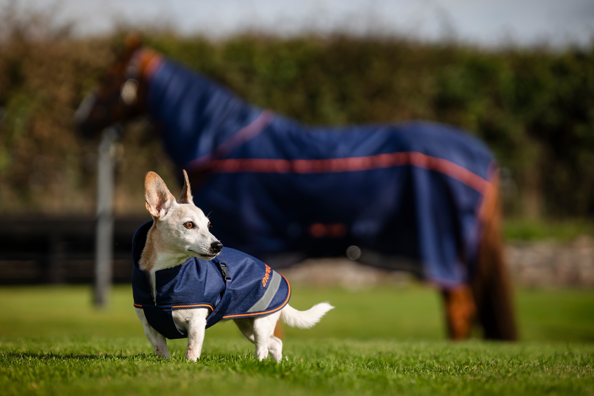 Hundedecke Therapy in Navy/Orange