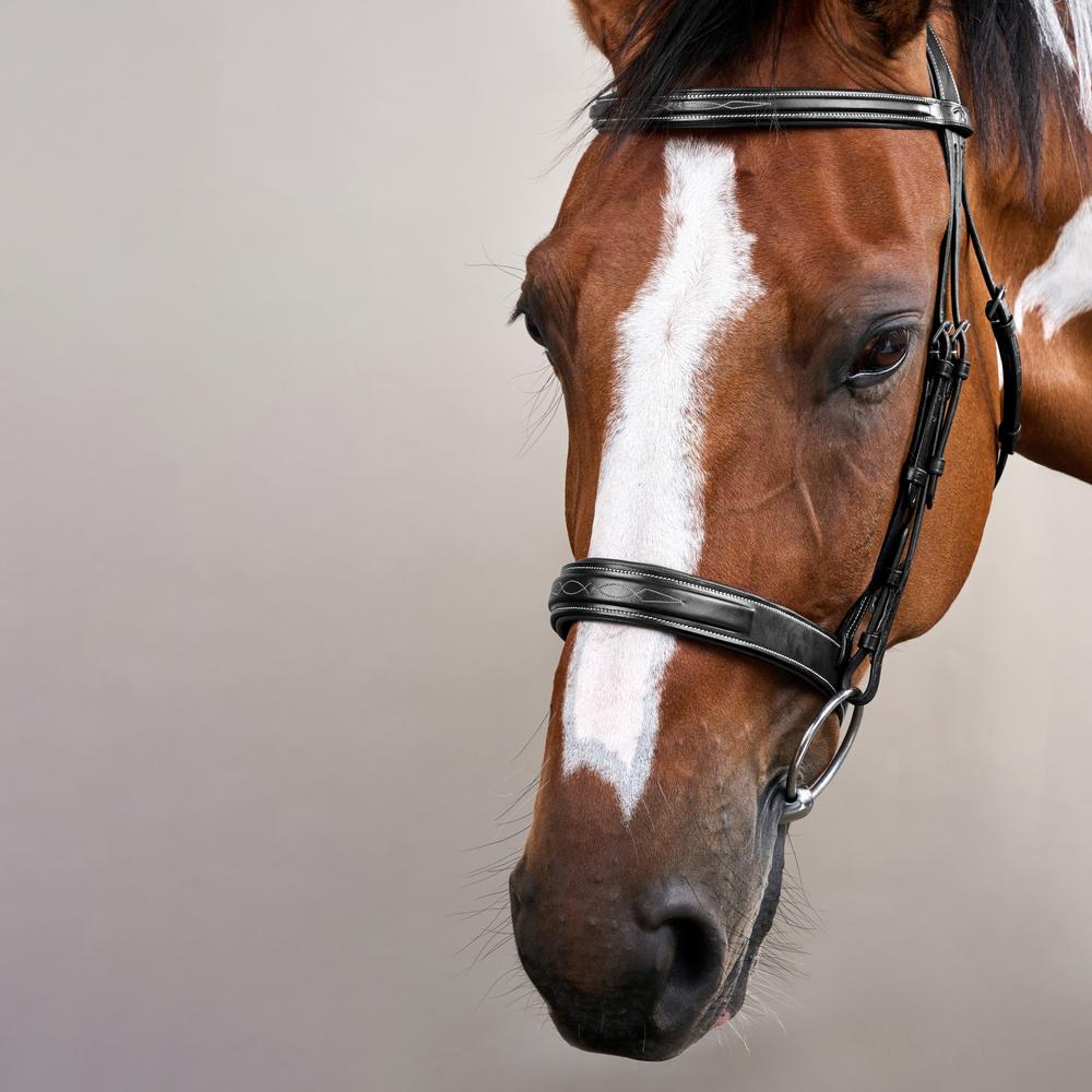 Hunter Trense mit breitem englischem Reithalfter US