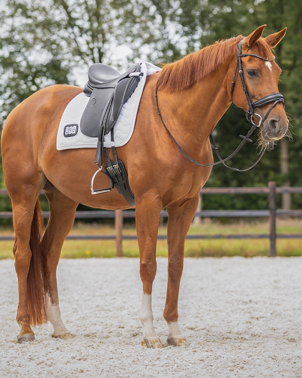 Saddle pad with start numbers