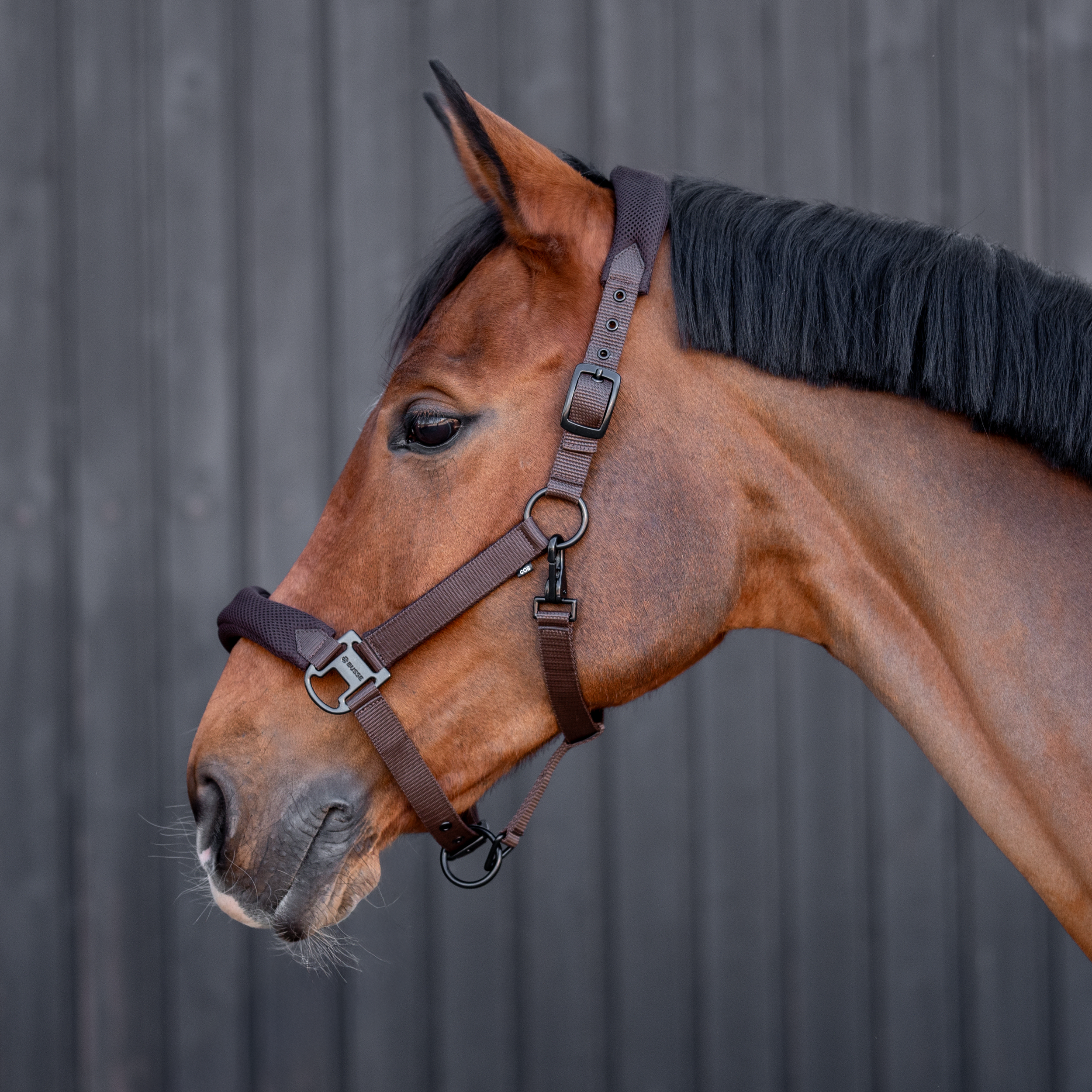 Headcollar AESTHETIC AR