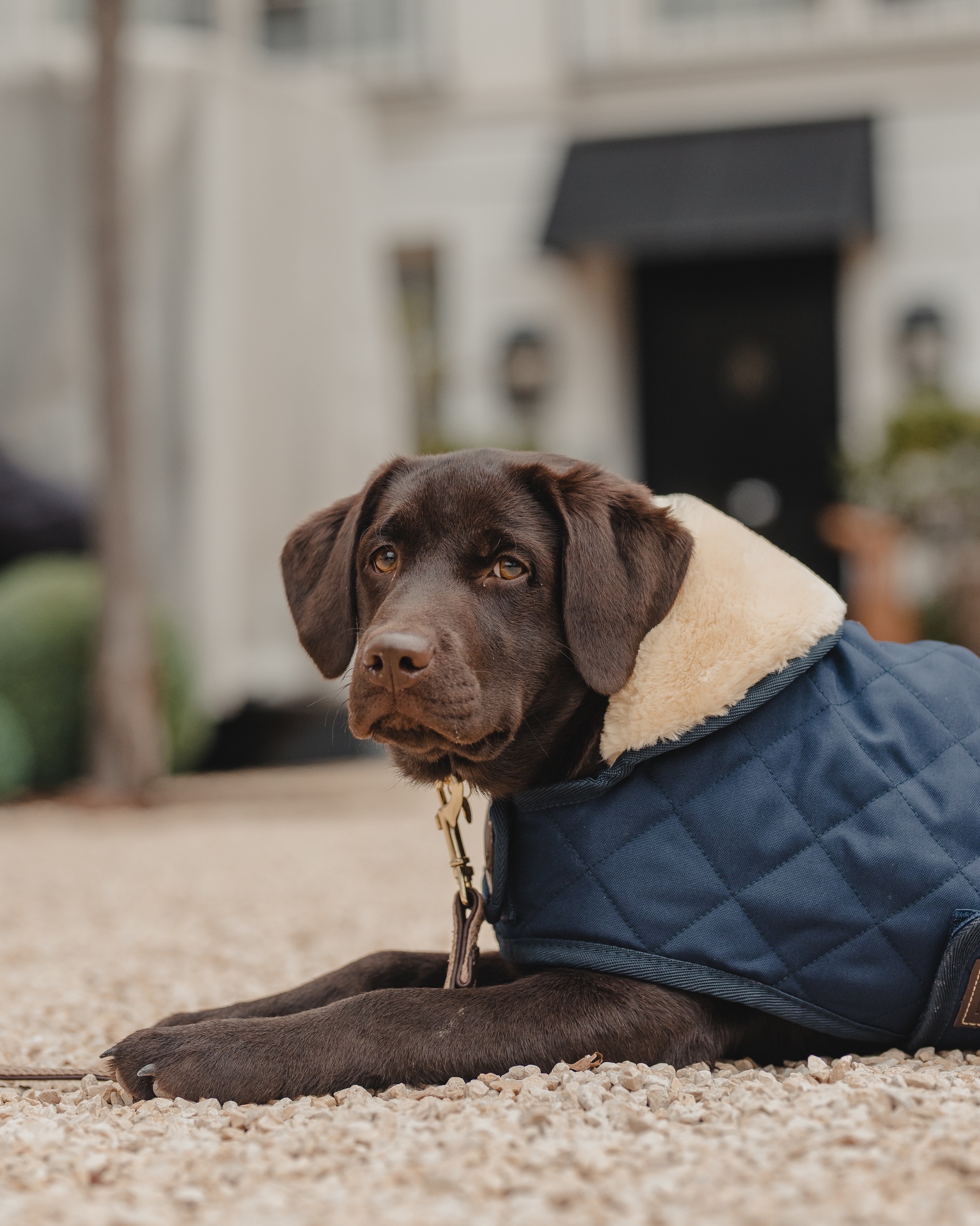 Original dog coat