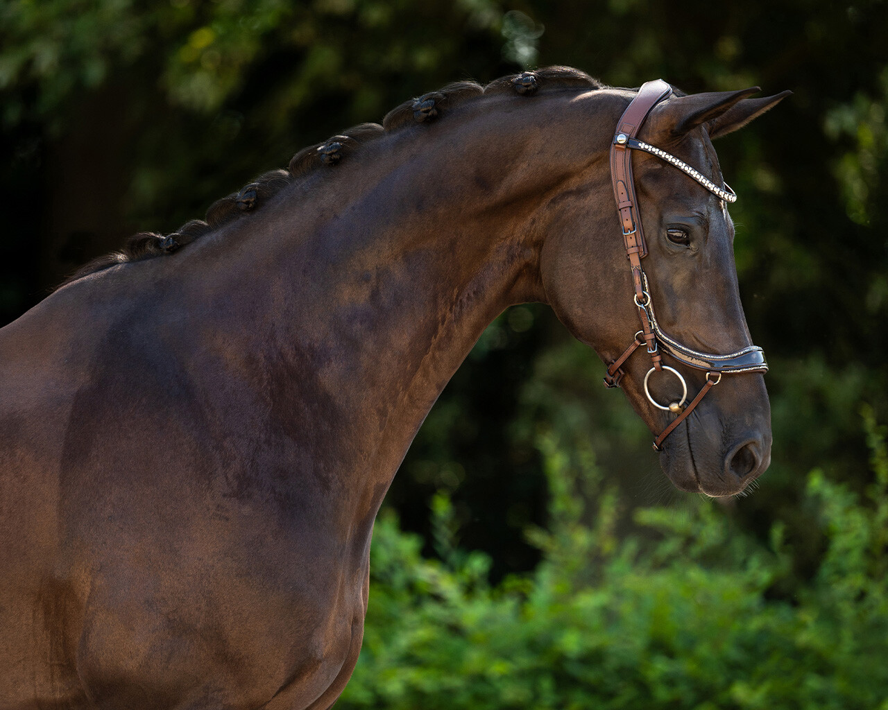 Bridle FaySport Glitter