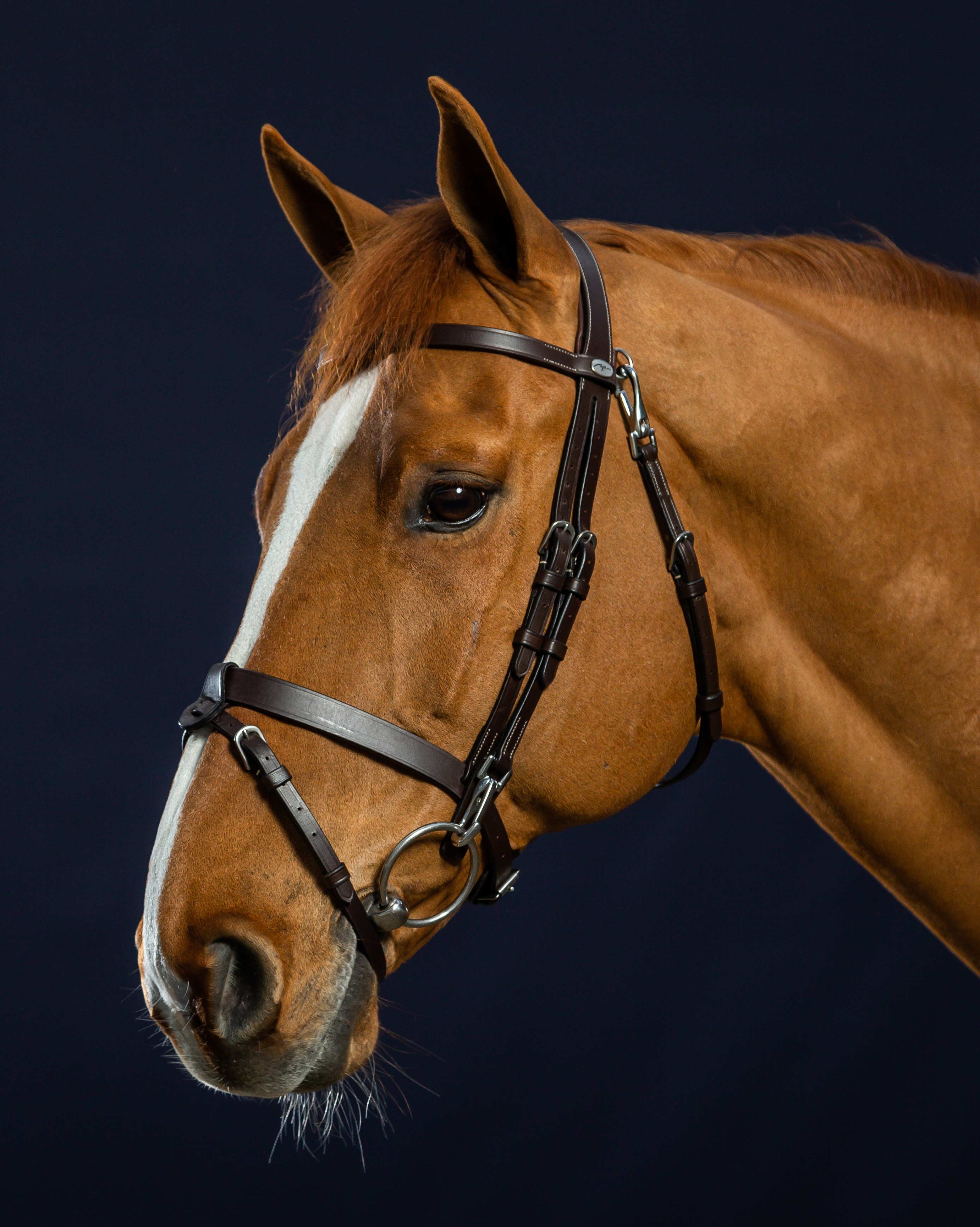 Bridle made of flat leather with carabiners in black