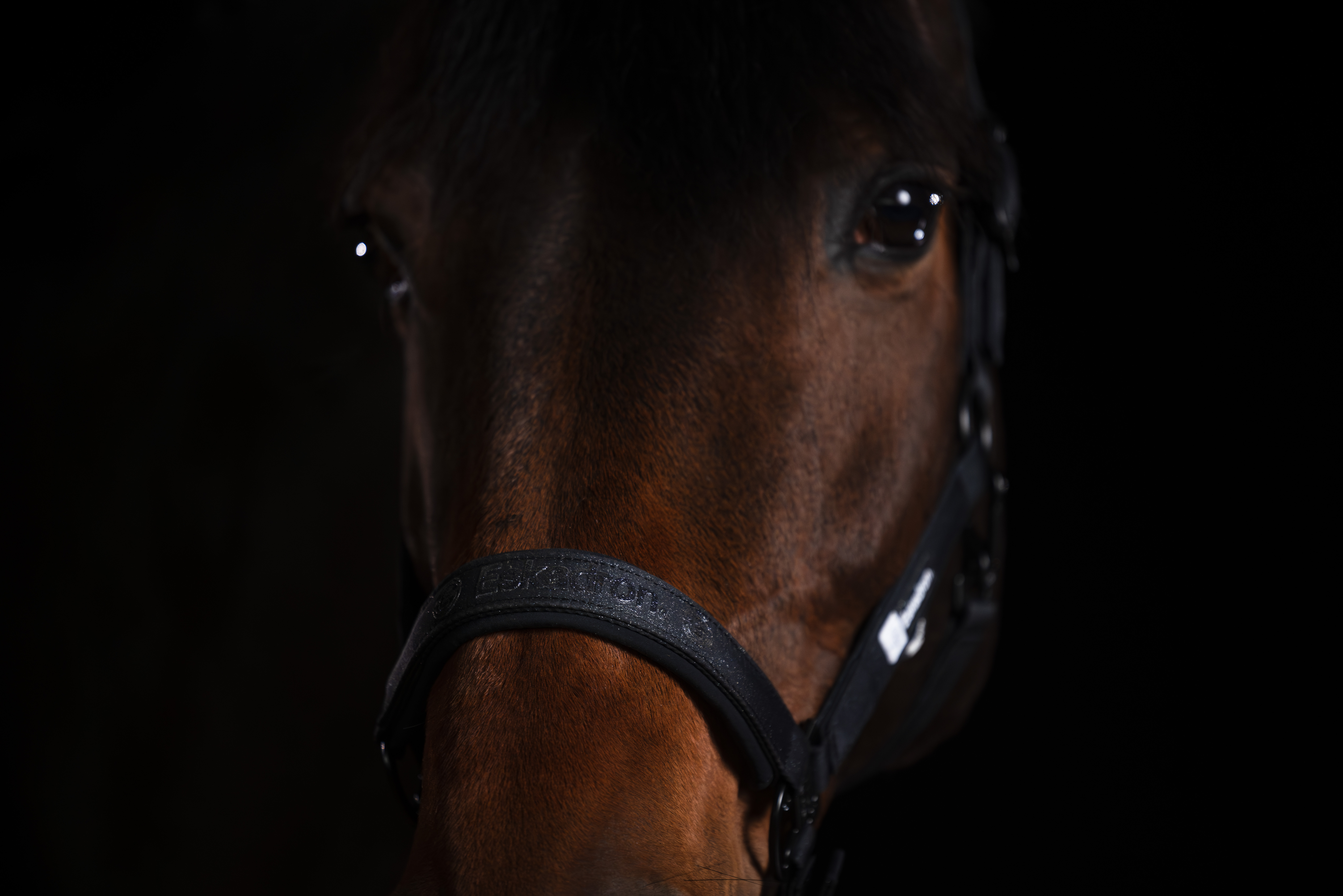 Halfter Sparkle Double Pin Dynamic