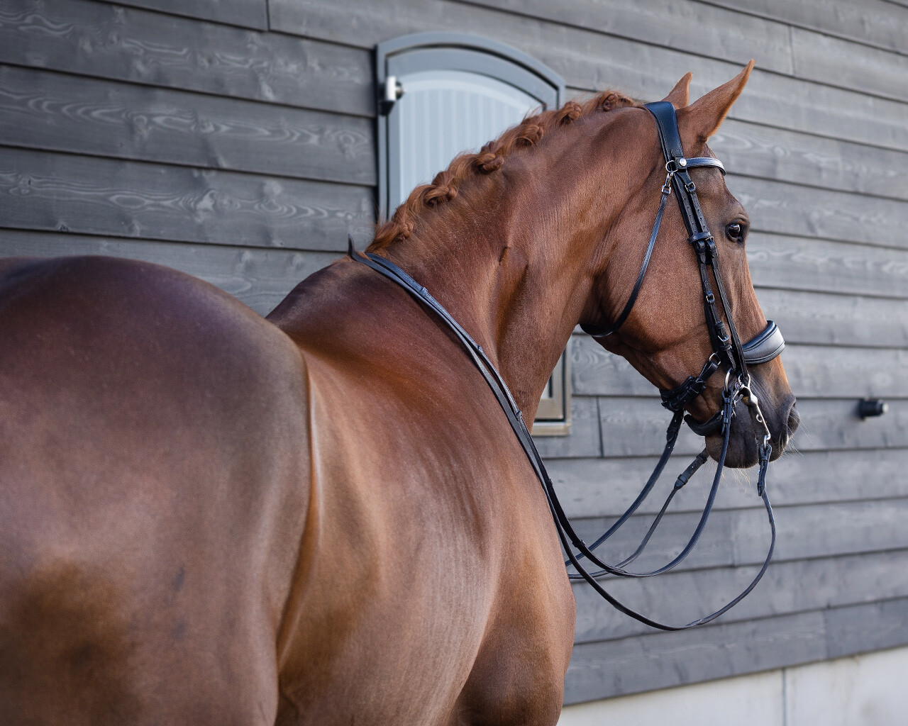 Double bridle FayPerform