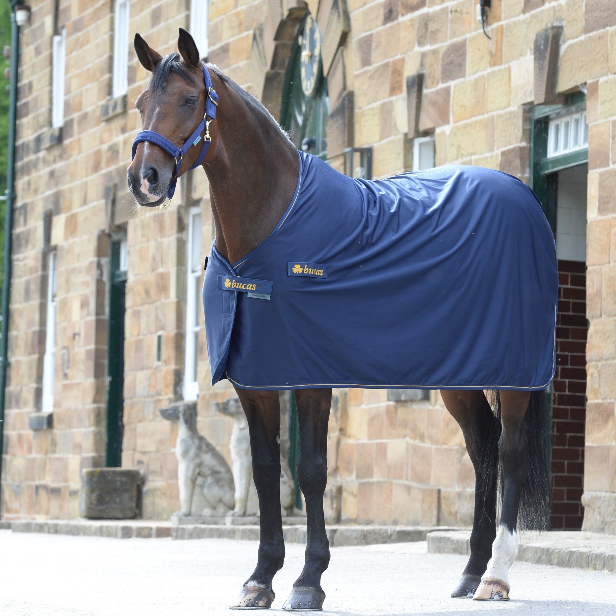 Abschwitzdecke Panel Prize Cooler in Navy/Gold