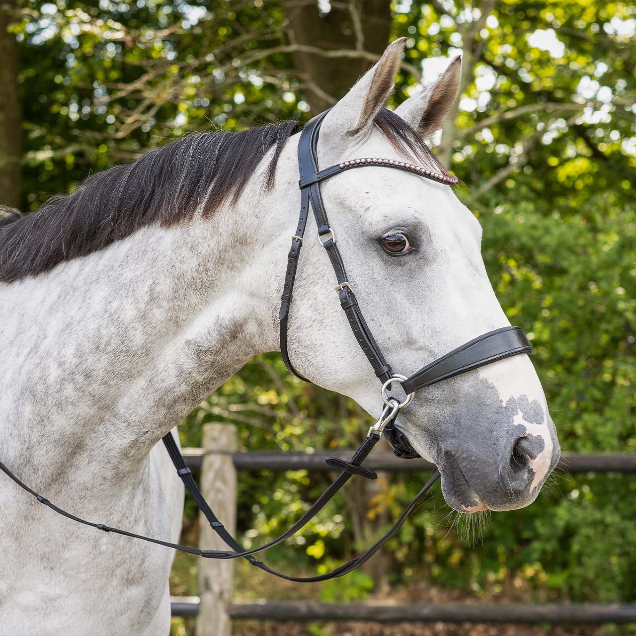 Snaffle bitless Sunna