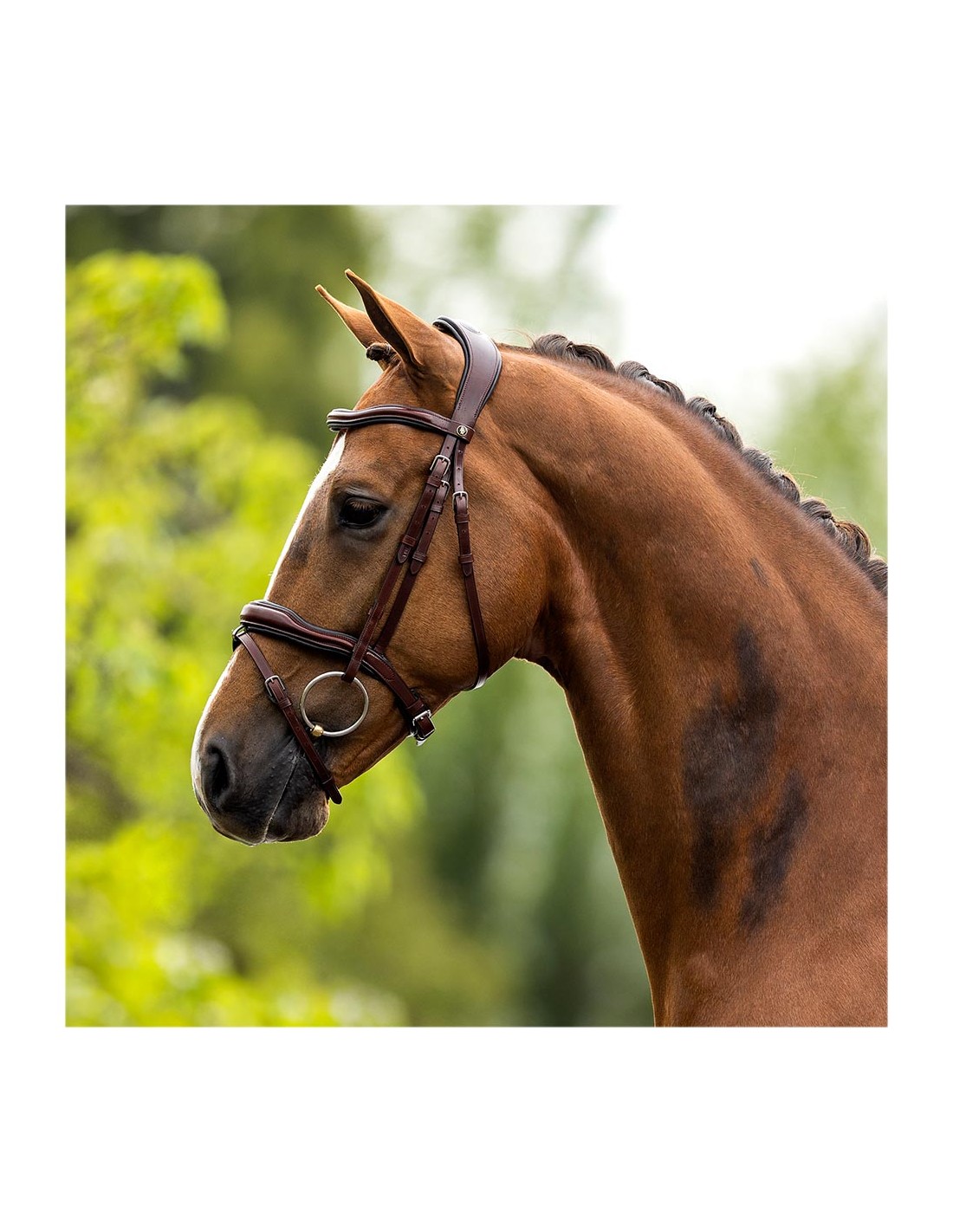 Snaffle bridle Luton anatomical in oak/silver