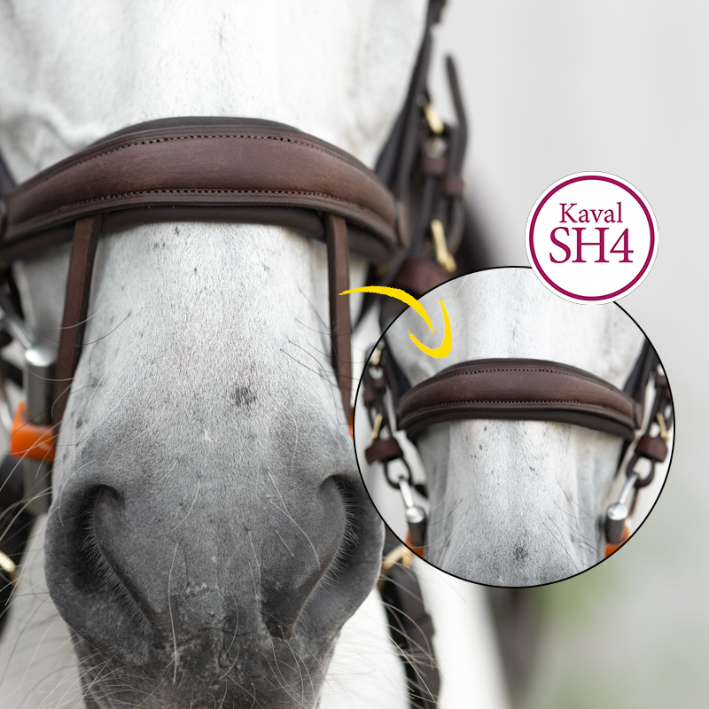 Bridle oiled leather "Caliano" close-comb.