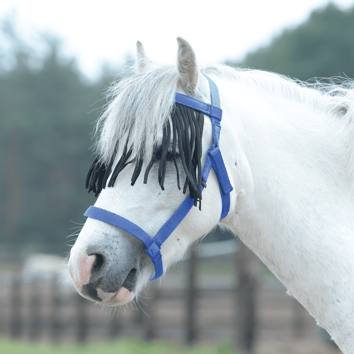 Halfter Weide mit Fransen