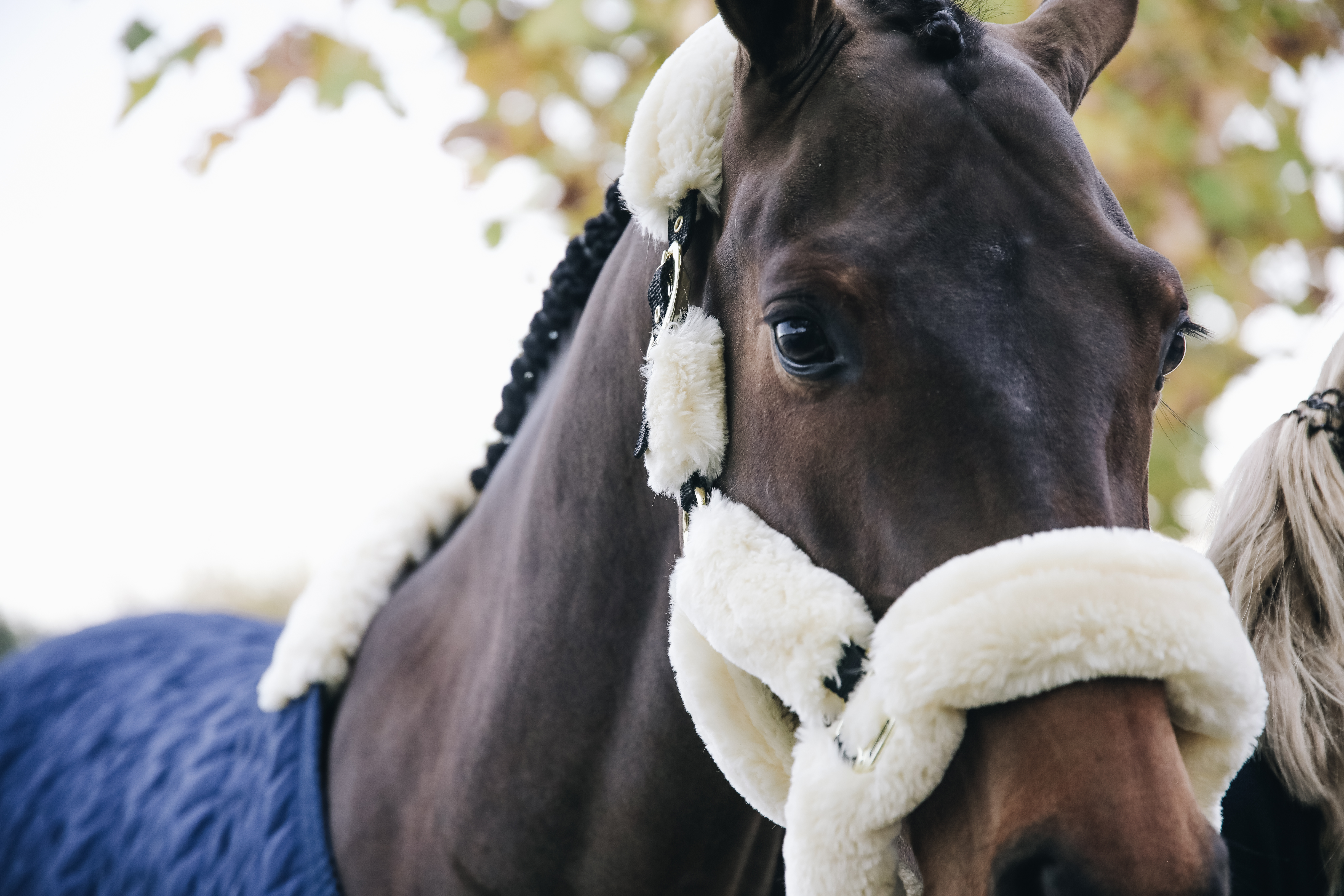 Lambskin halter transport