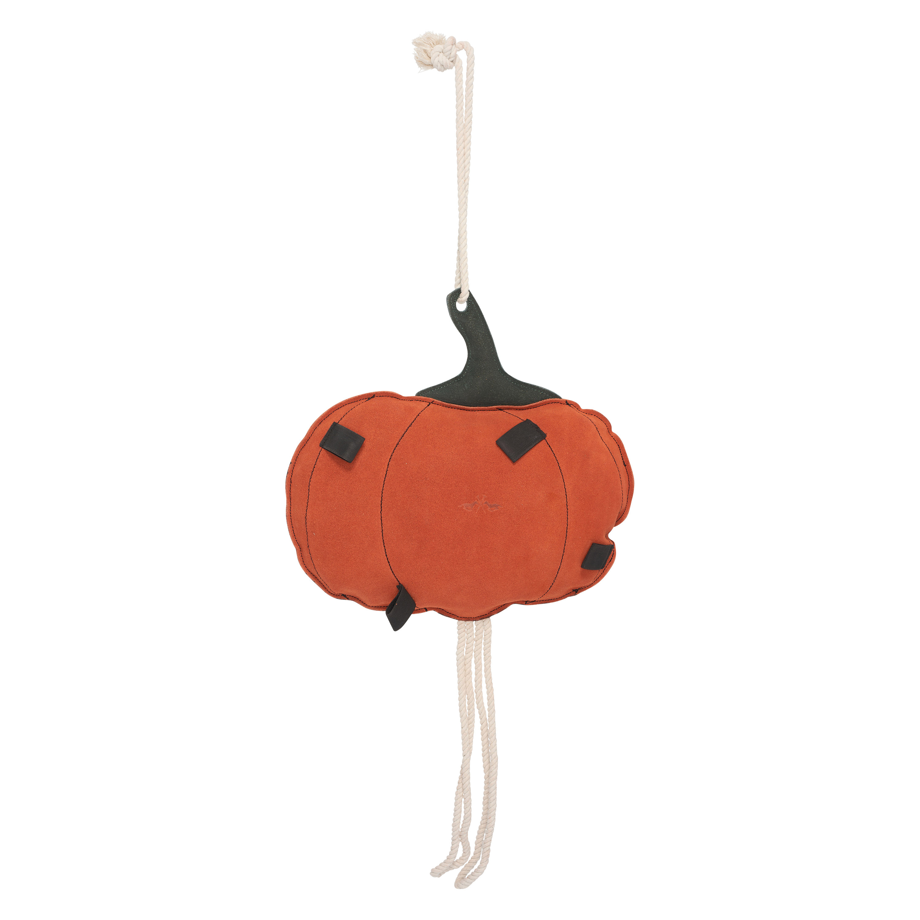 Stable buddy Pumpkin