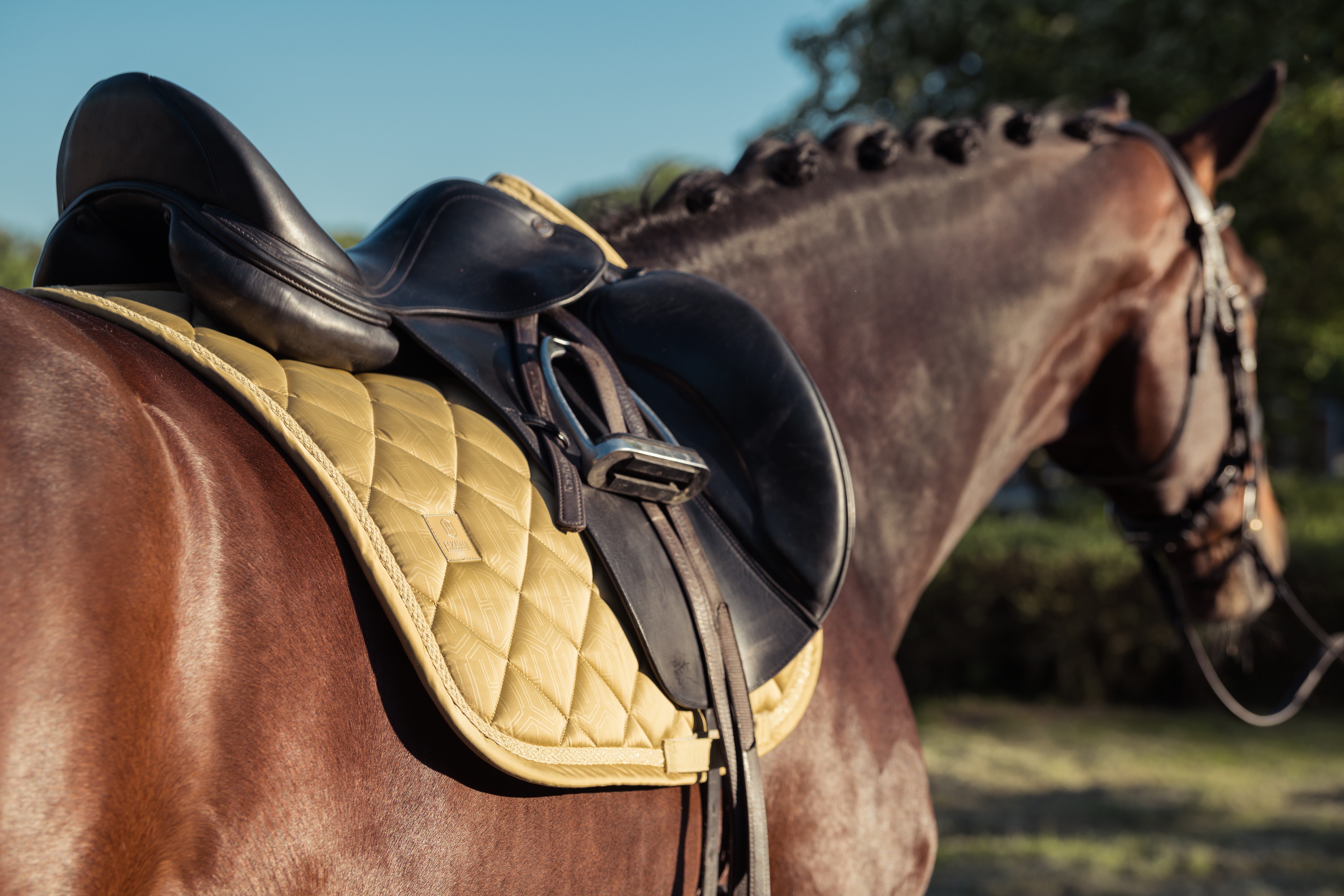 Schabracke Heritage Glossy