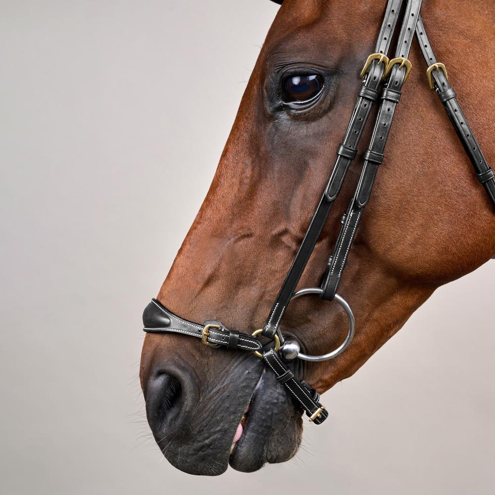 Trense mit verstellbarem hannoverschem Reithalfter DY | Dy'on