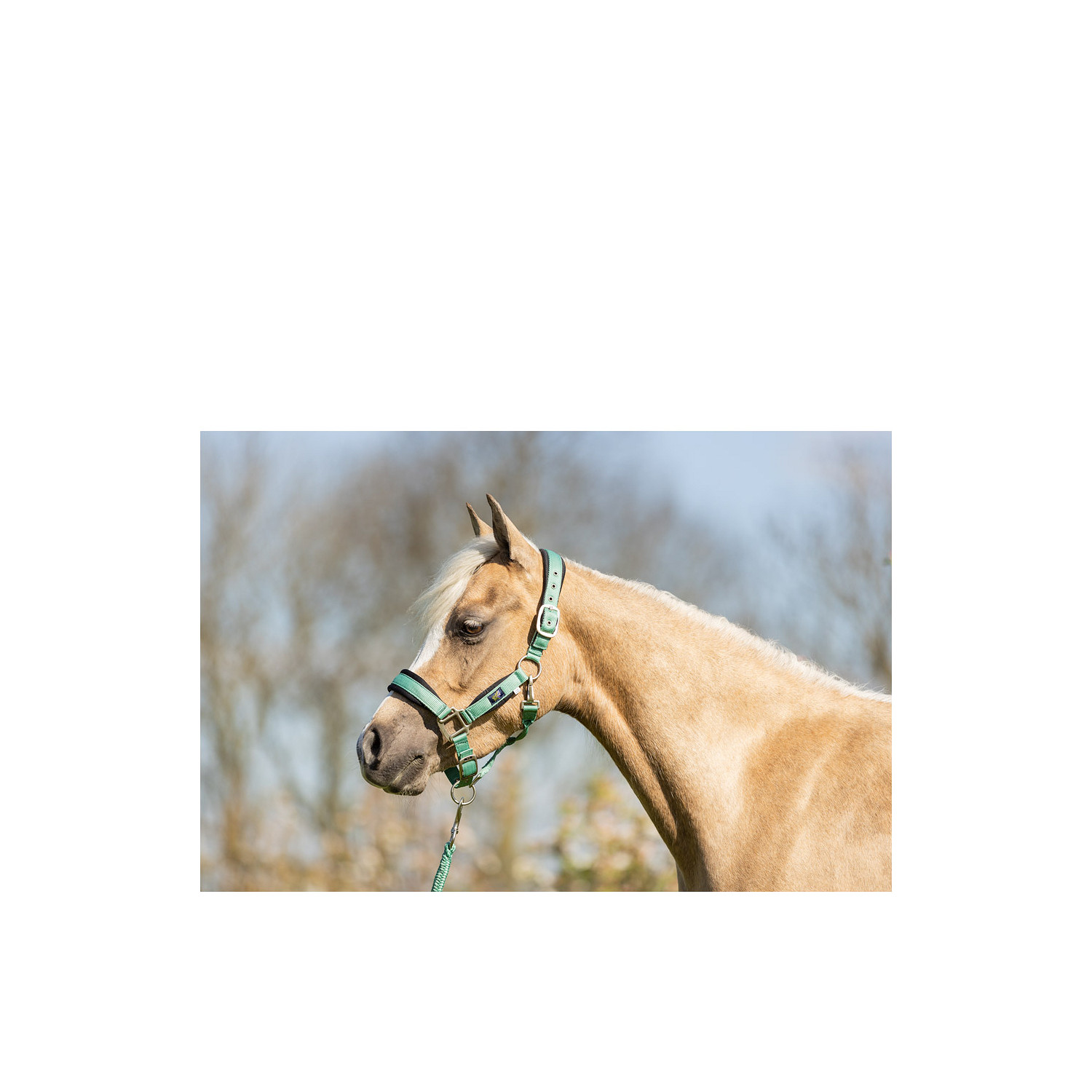 Mini Horse Halfter mit Anbindestrick
