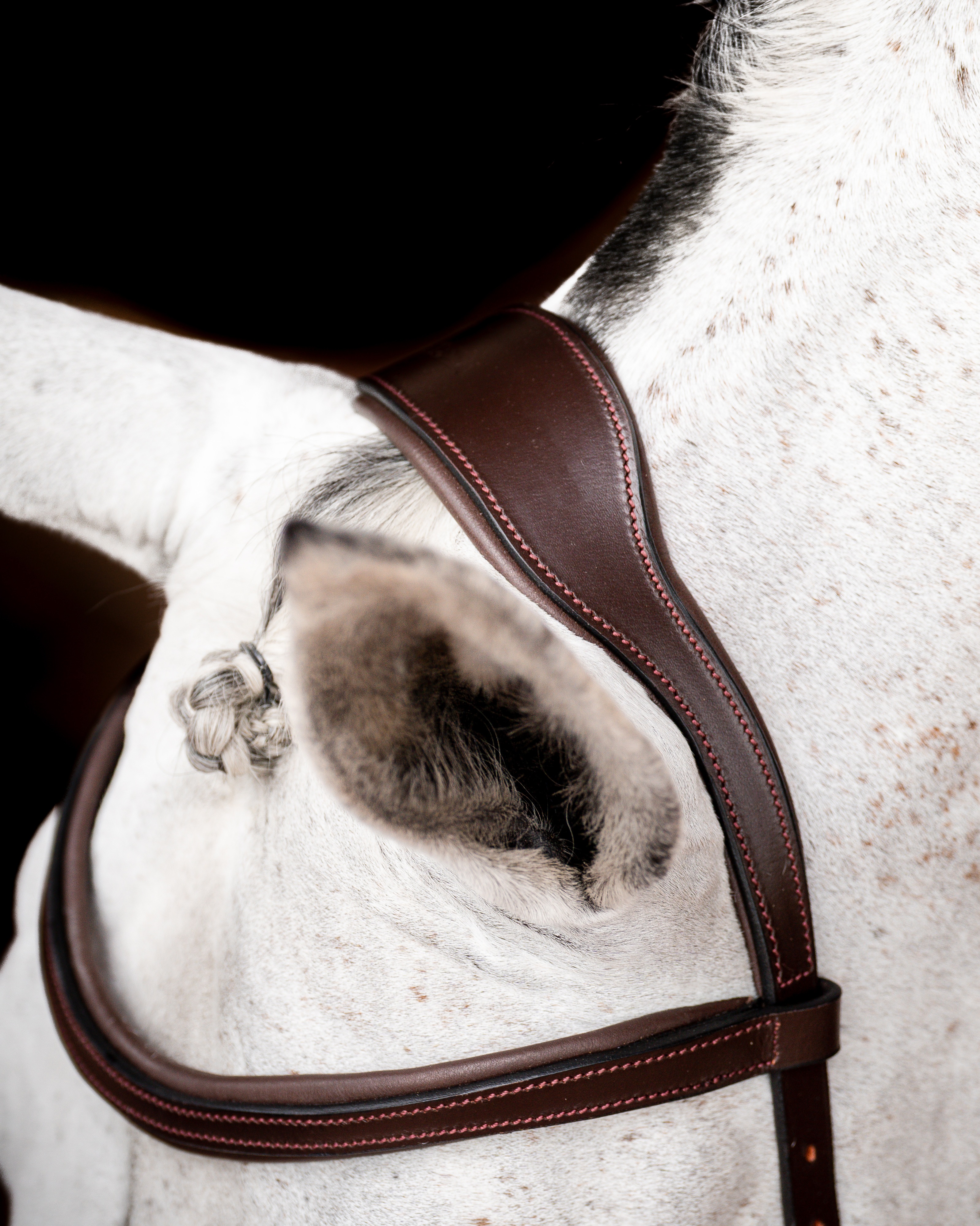 Trense Micklem Competition New in dark havana