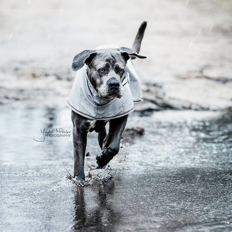 Hunde Regenjacke
