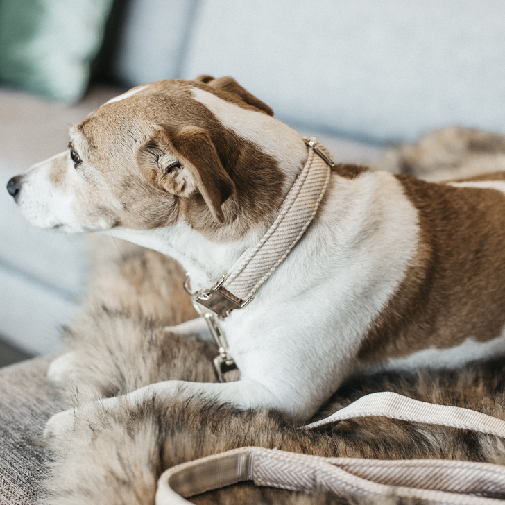 Wool dog collar