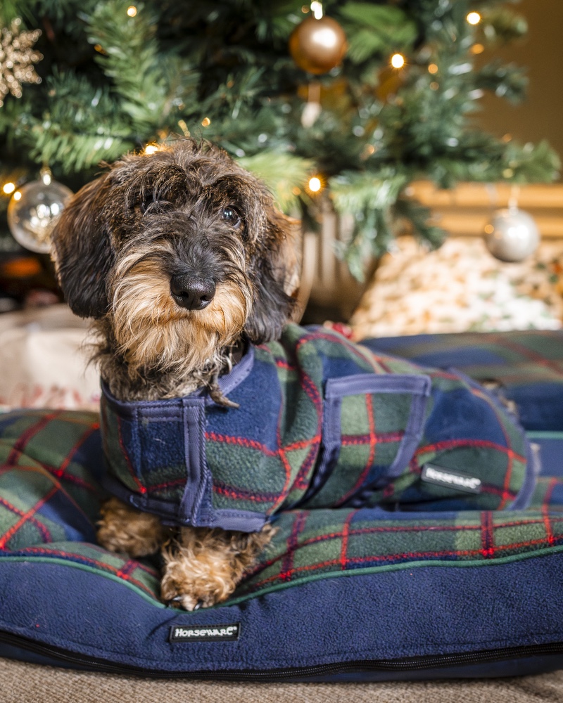 Dog coat Christmas Special