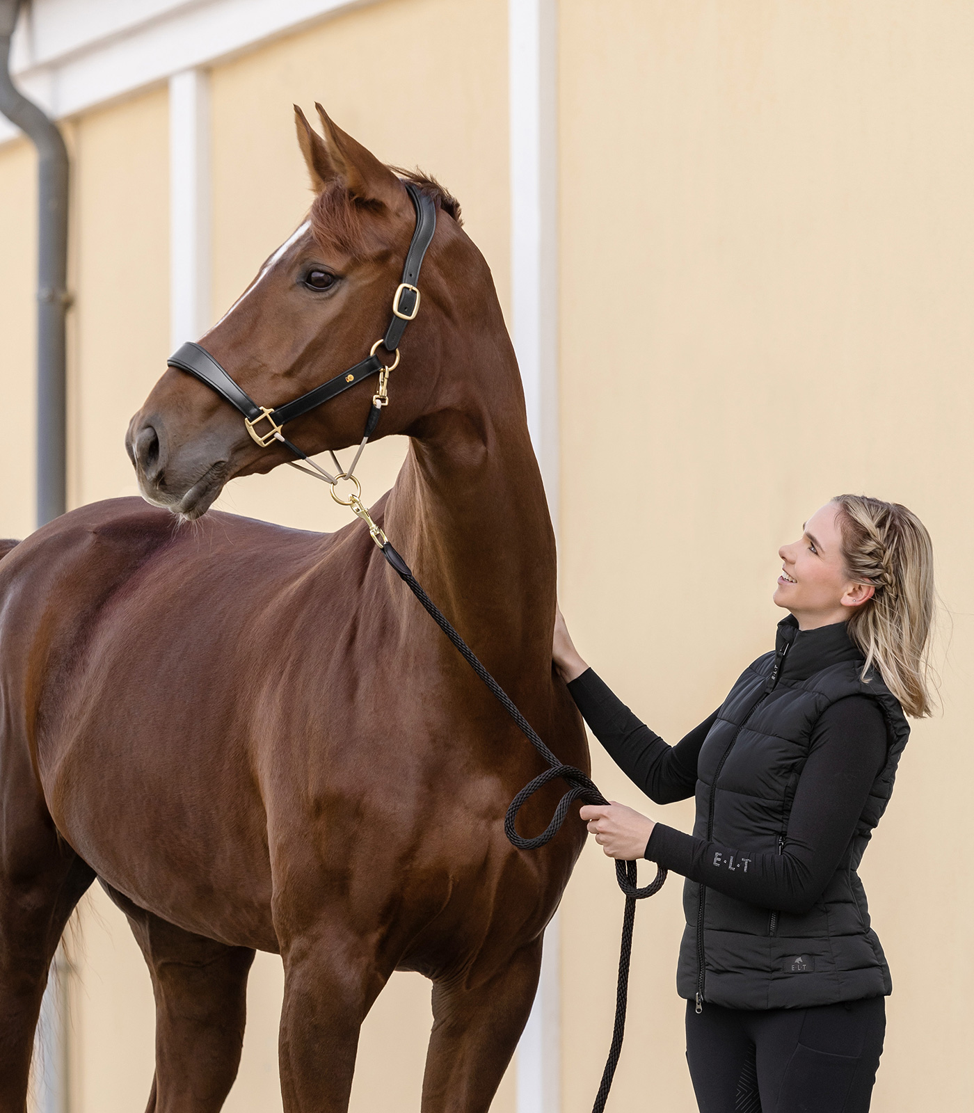 Lederhalfter S-Line Royal