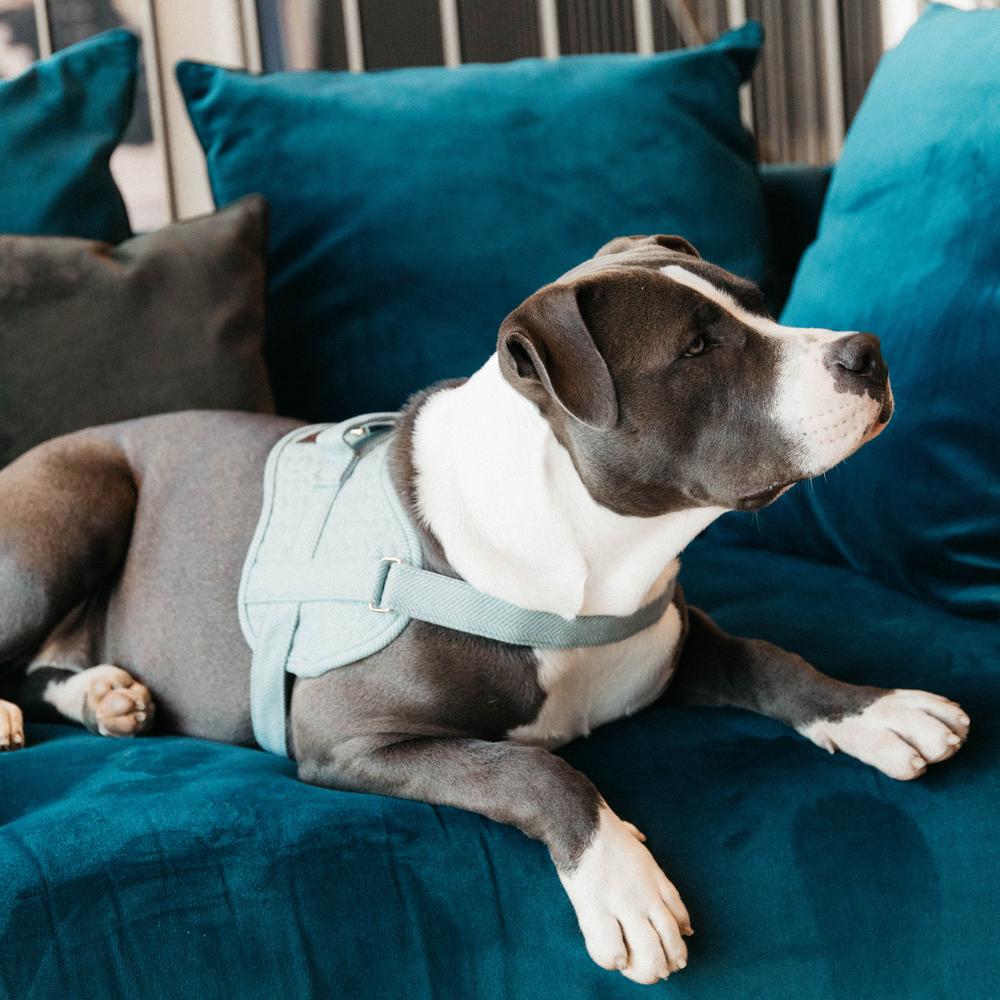 Hundegeschirr Body Safe Wool | Kentucky Dogwear