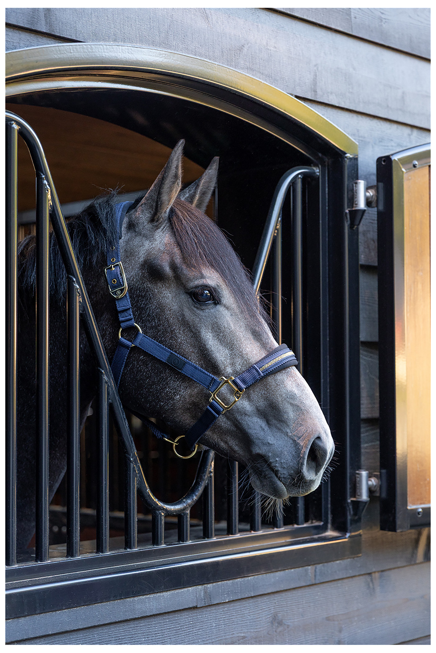 Halter Lieve